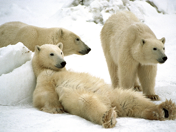 Polar Bear (Ursus maritimus) trio loafing, Churchill, Manitoba, Canada